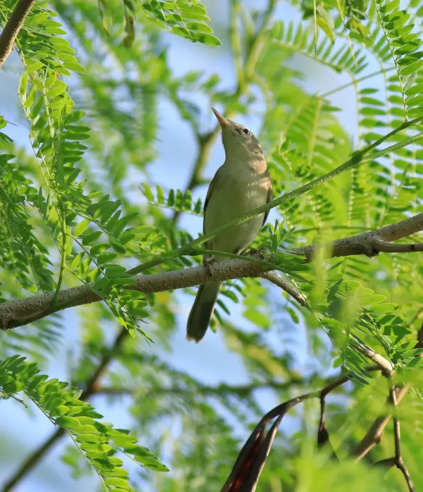 File:Sykes's warbler (Iduna rama) (84608).jpg