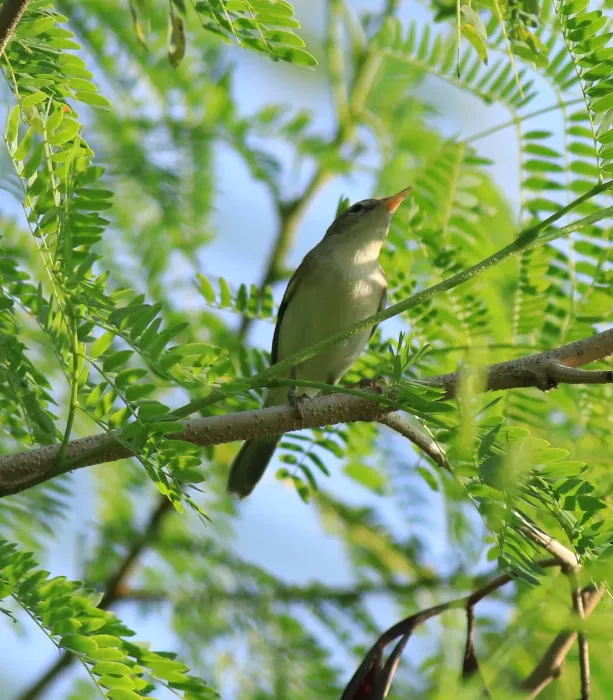 File:Sykes's warbler (Iduna rama) (87539).jpg