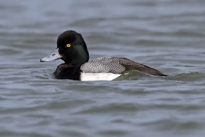 File:Drake Lesser Scaup (Aythya affinis) Barengat Inlet, New Jersey, USA.jpg
