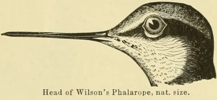 File:Phalaropus tricolor 1891.jpg