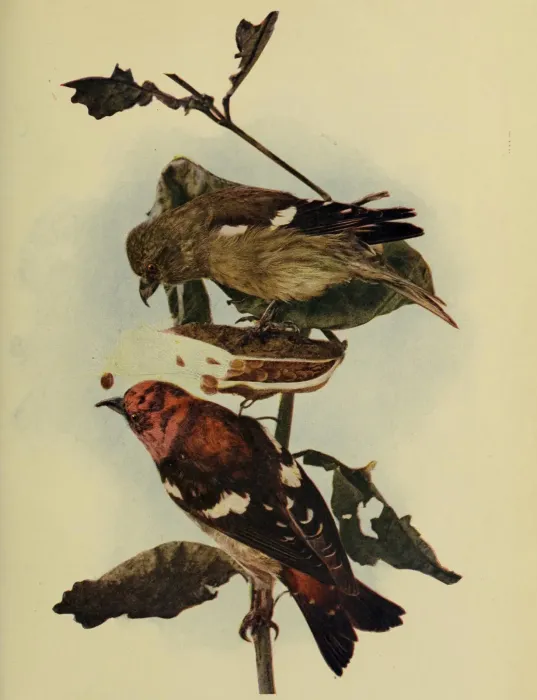 File:Loxia leucoptera 1904.jpg