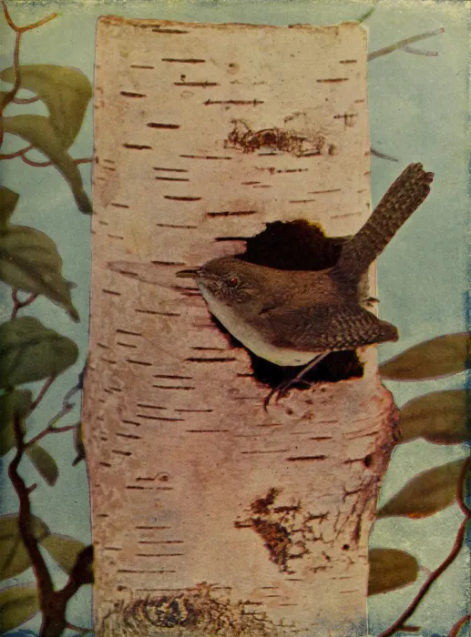 File:Troglodytes aedon 1905.jpg