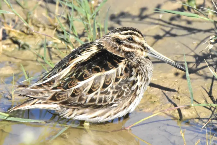 File:Lymnocryptes minimus - Kudaibergen Amirekul - 268957274.jpeg