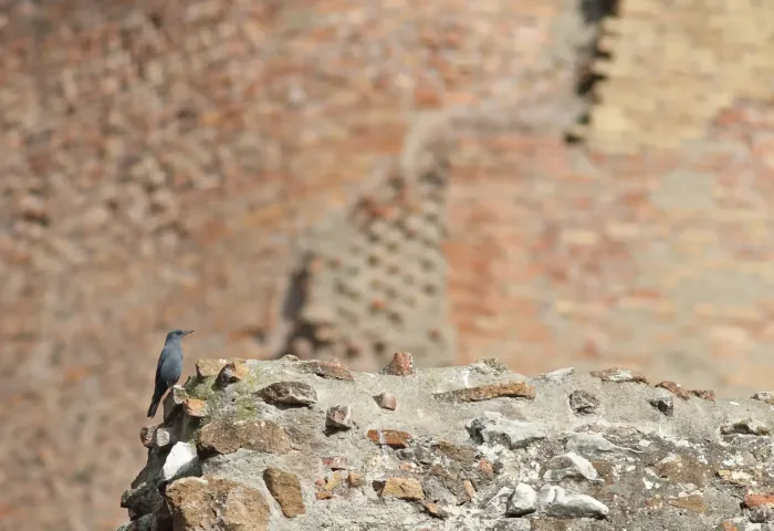 File:Blauwe rotslijster - blue rock thrush - Monticola solitarius - Forum Romanum 4.jpg