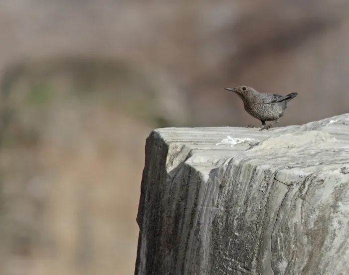 File:Blauwe rotslijster - blue rock thrush - Monticola solitarius - Forum Romanum.jpg