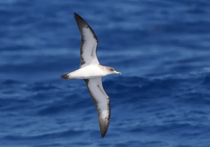 File:Calonectris borealis 508263080.jpg