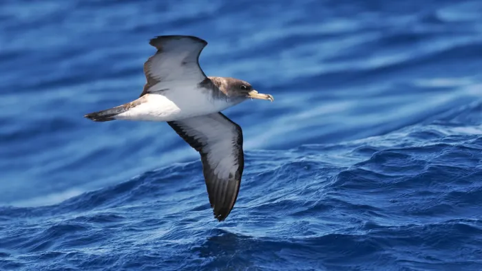 File:Calonectris borealis 509365861.jpg