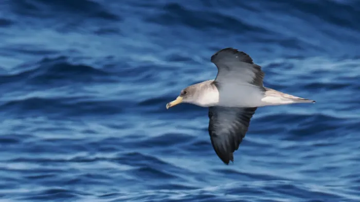 File:Calonectris diomedea 442442604.jpg