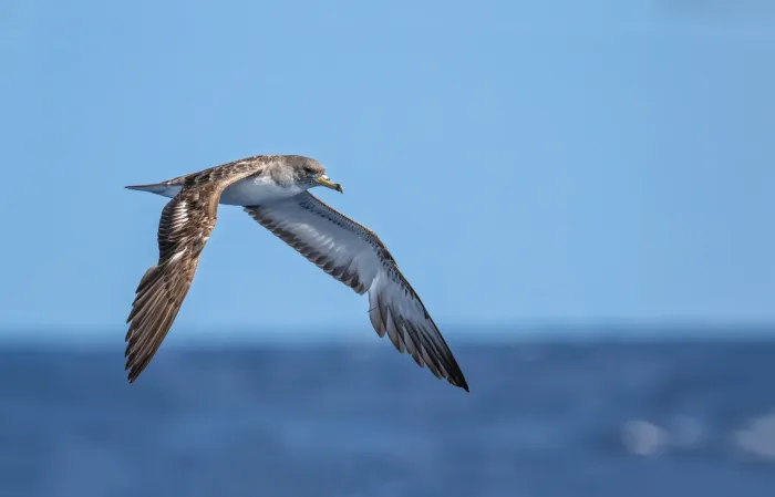 File:Calonectris diomedea 424179034.jpg