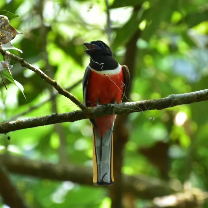 File:Harpactes fasciatus 362362118.jpg