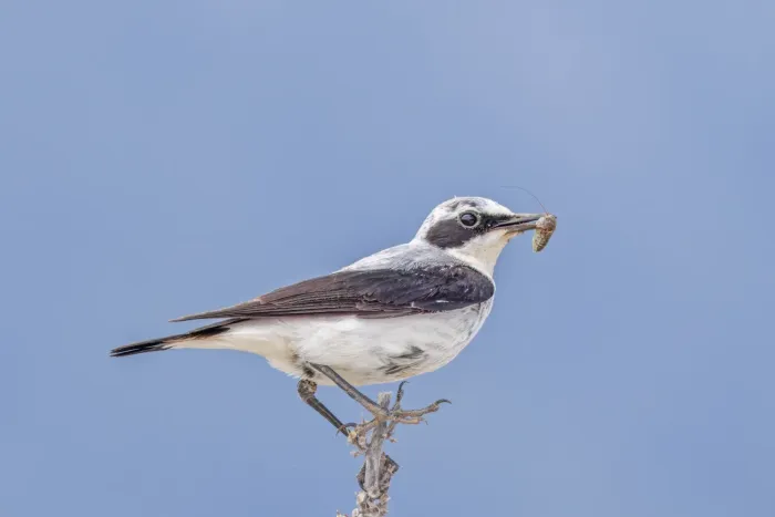 File:Eastern black-eared wheatear (Oenanthe melanoleuca) male Babadag.jpg