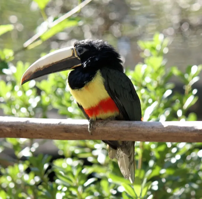 File:Pteroglossus aracari -Jacksonville Zoo, Florida, USA-8a.jpg