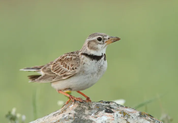 File:Kalanderleeuwerik - calandra lark - Melanocorypha calandra.jpg