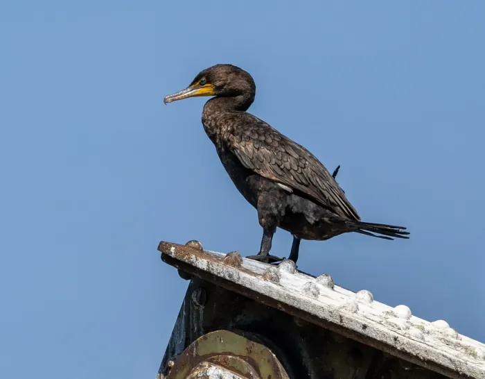 File:Double-crested Cormorant (Nannopterum auritum), Windsor, Ontario, 2025-07-05.jpg