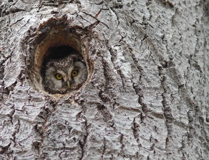 File:Ruigpootuil - Tengmalm's owl - Aegolius funereus 3.jpg