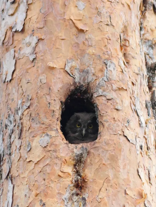 File:Ruigpootuil - Tengmalm's owl - Aegolius funereus 5.jpg