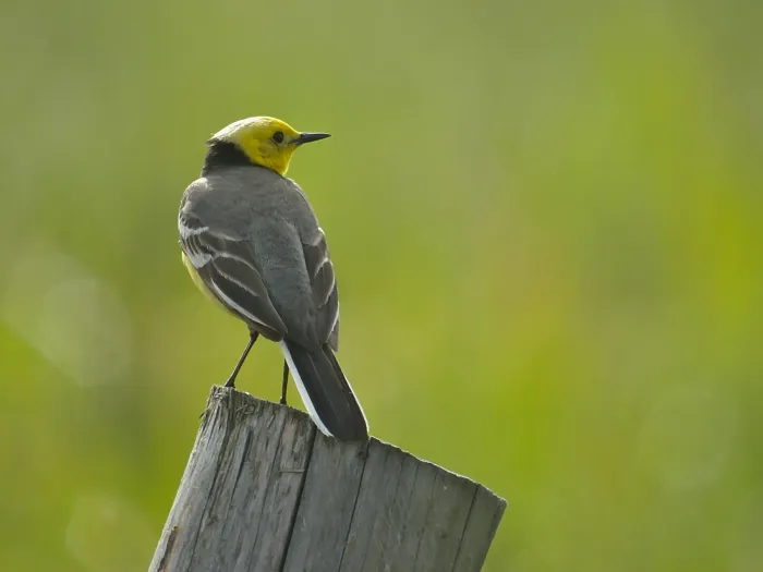 File:Motacilla citreola 2.jpg