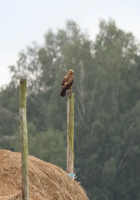 File:Schreeuwarend - lesser spotted eagle - Clanga pomarina.jpg