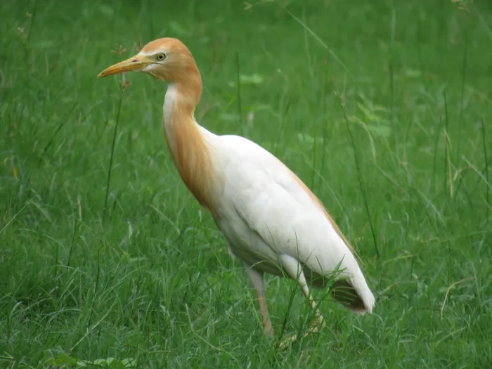 File:Eastern Cattle Egret (Ardea coromanda), Ranthambore NP 1.jpg