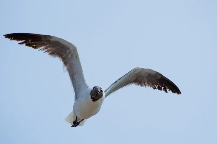 File:Laughing gull (Leucophaeus atricilla) 2025.jpg