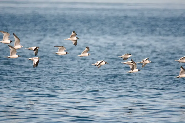 File:Sabine's gull (Xema sabinii) 2021.jpg