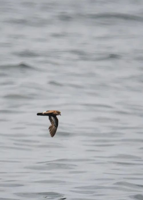 File:European storm-petrel (Hydrobates pelagicus) 2021.jpg