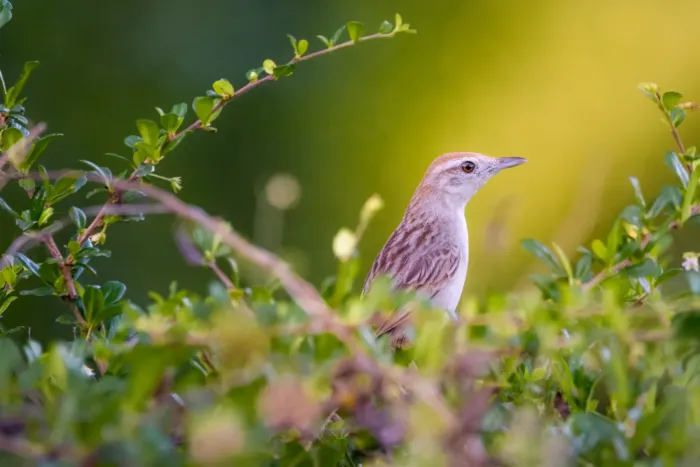 File:Striated Grassbird (Megalurus palustris forbesi).jpg