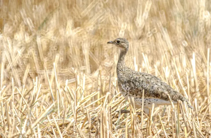File:Little bustard (Tetrax tetrax) 2016.jpg