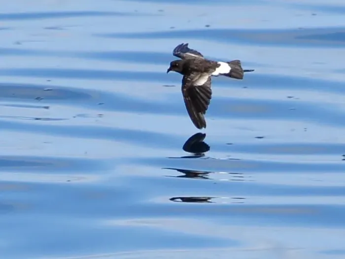 File:Wilsons Storm Petrel (Oceanites oceanicus) hovering Oct 2011 Karnataka Pelagic Udupi.jpg