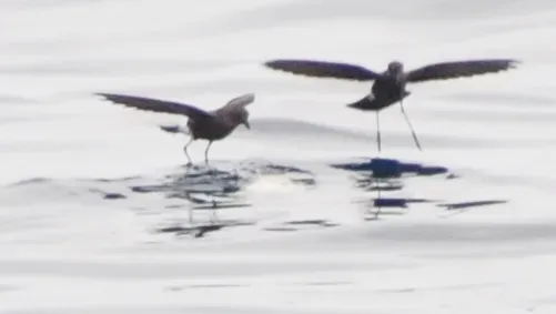 File:Wilsons Storm Petrel pair (Oceanites oceanicus) walking Oct 2011 Karnataka Pelagic Udupi.jpg