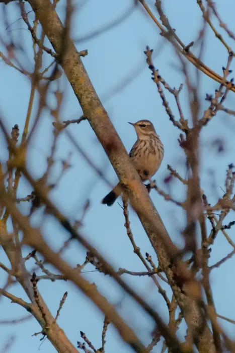 File:Water pipit (Anthus spinoletta) 2025.jpg