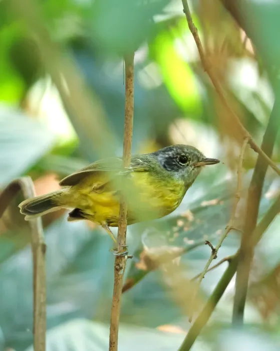 File:Dysithamnus mentalis - rodrigo lazaro - 535647070.jpeg