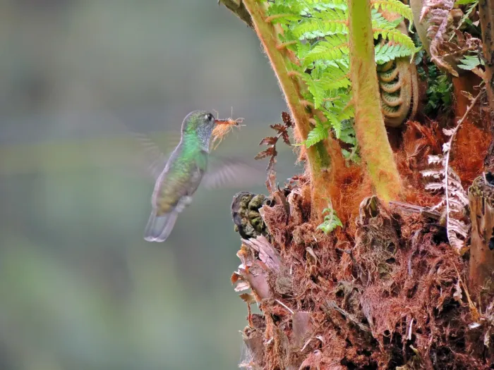 File:Chionomesa fimbriata - Aline Fernanda Antunes - 533161480.jpeg