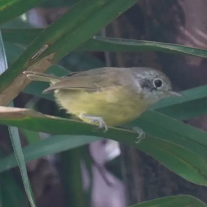 File:Dysithamnus mentalis - Daniel S. Katz - 478178511.jpeg