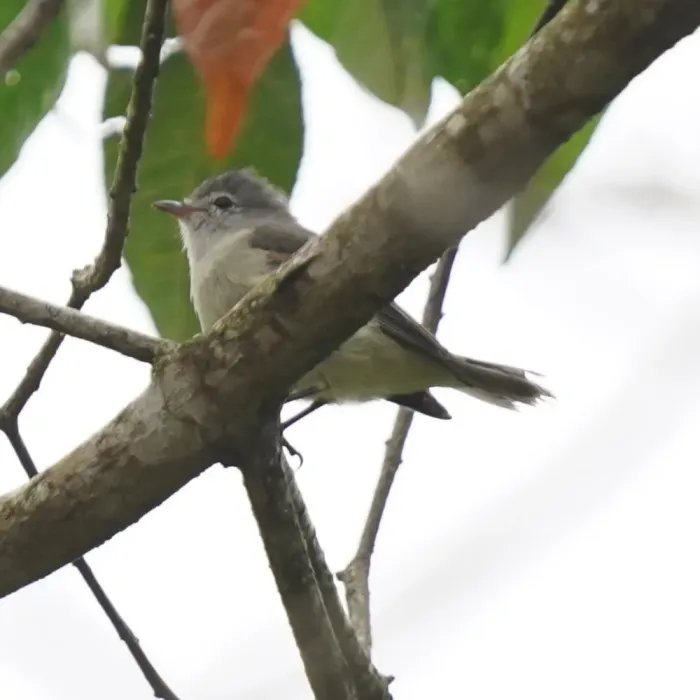 File:Camptostoma obsoletum - Daniel S. Katz - 478134750.jpeg