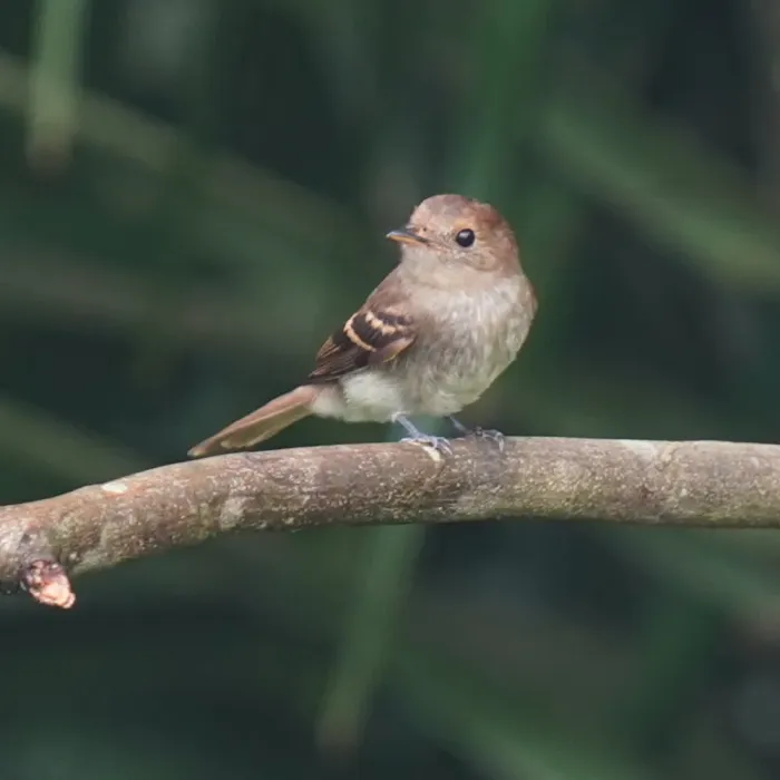 File:Lathrotriccus euleri - Daniel S. Katz - 478134745.jpeg