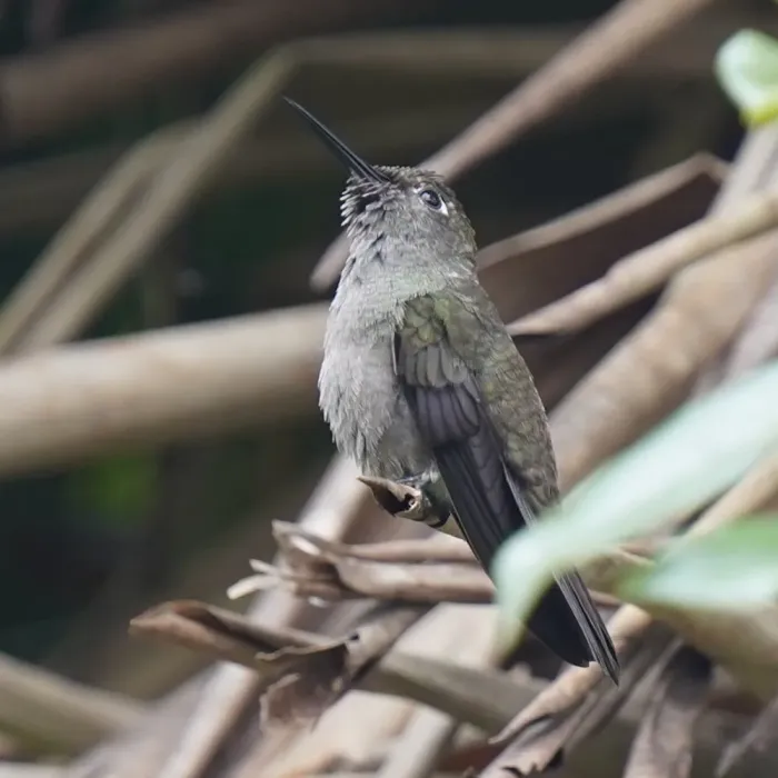 File:Eupetomena cirrochloris - Daniel S. Katz - 477899202.jpeg