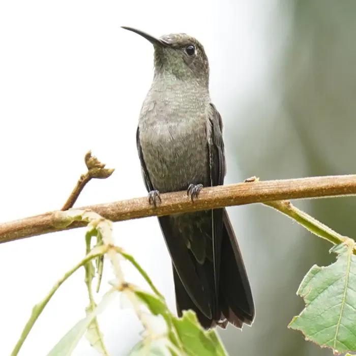 File:Eupetomena cirrochloris - Daniel S. Katz - 477700738.jpeg