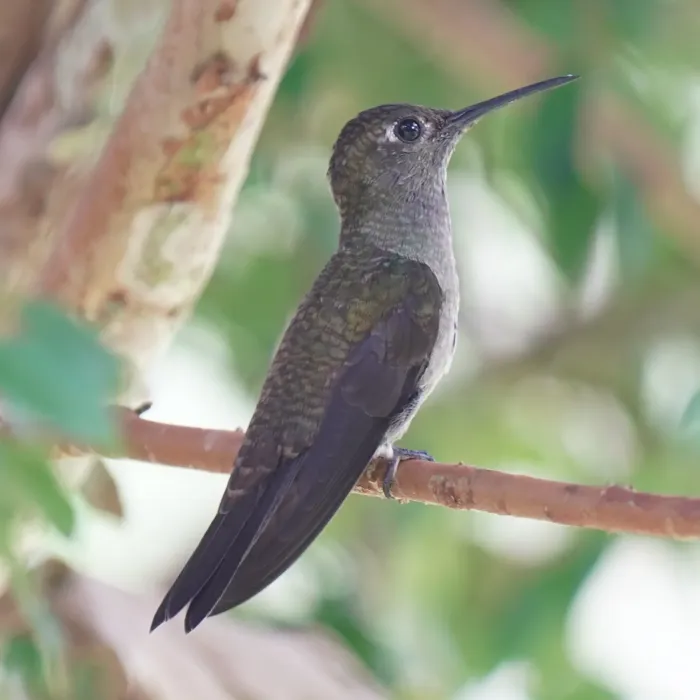 File:Eupetomena cirrochloris - Daniel S. Katz - 477678949.jpeg