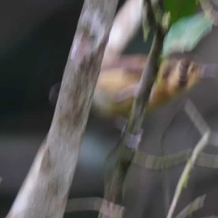 File:Platyrinchus mystaceus - Daniel S. Katz - 477601959.jpeg