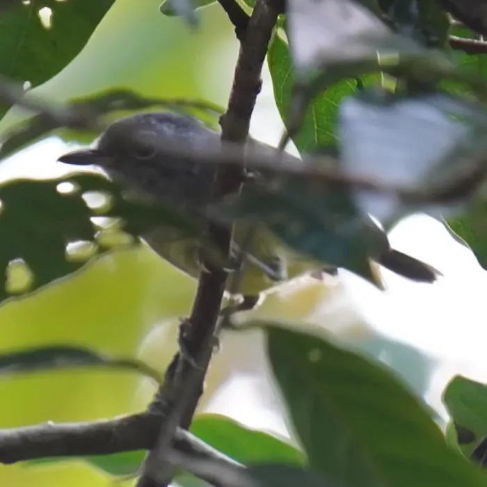 File:Dysithamnus mentalis - Daniel S. Katz - 477049600.jpeg