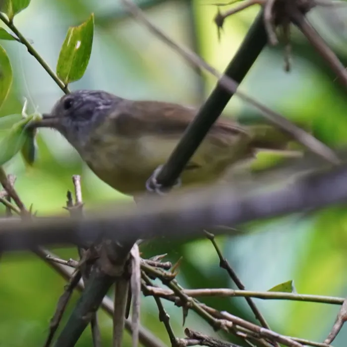 File:Dysithamnus mentalis - Daniel S. Katz - 477046152.jpeg