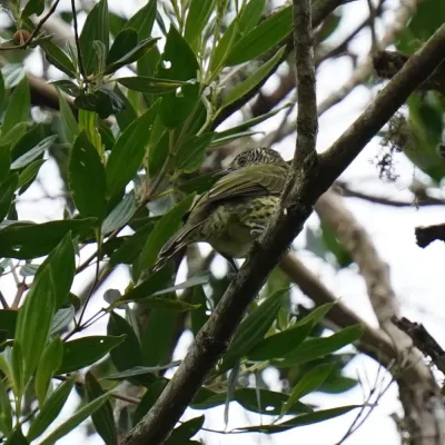 File:Oxyruncus cristatus - Daniel S. Katz - 476753642.jpeg