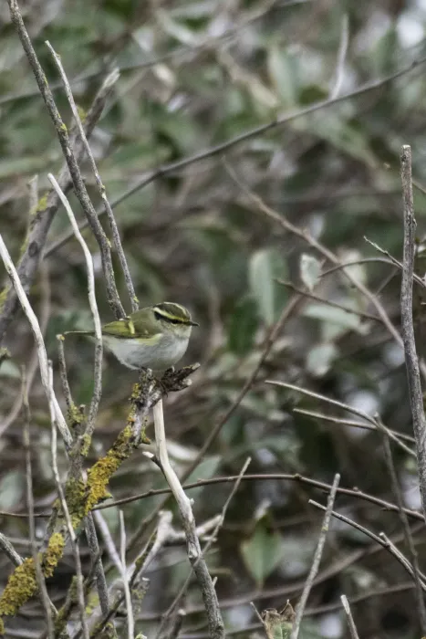 File:Pallas's leaf warbler (Phylloscopus proregulus) 2022.jpg