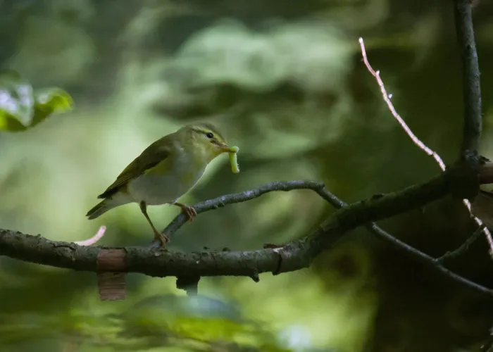 File:Wood warbler (Phylloscopus sibilatrix) 2019.jpg