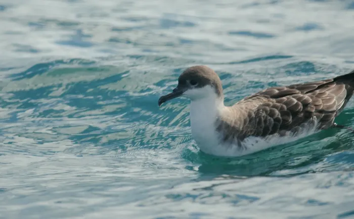 File:Great shearwater (Ardenna gravis) 2017.jpg