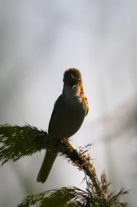 File:Marsh warbler (Acrocephalus palustris) 2021.jpg