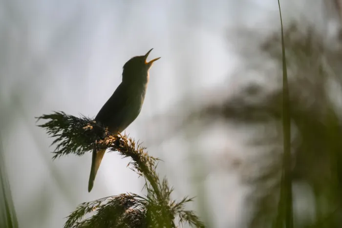 File:Marsh warbler (Acrocephalus palustris) 2021 2.jpg