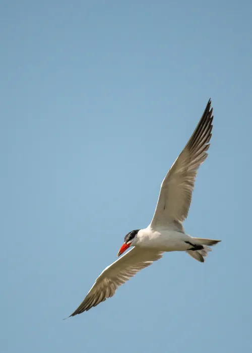 File:Caspian tern (Hydroprogne caspia) 2021.jpg