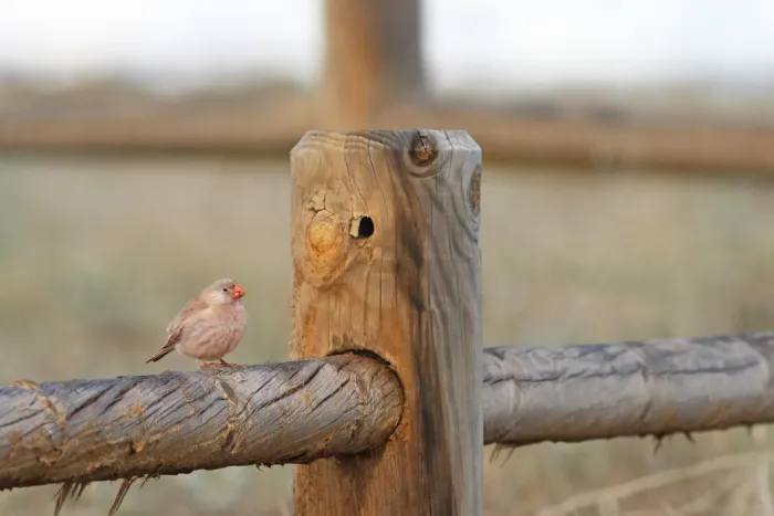 File:Woestijnvink - trumpeter finch - Bucanetes githagineus 2.jpg